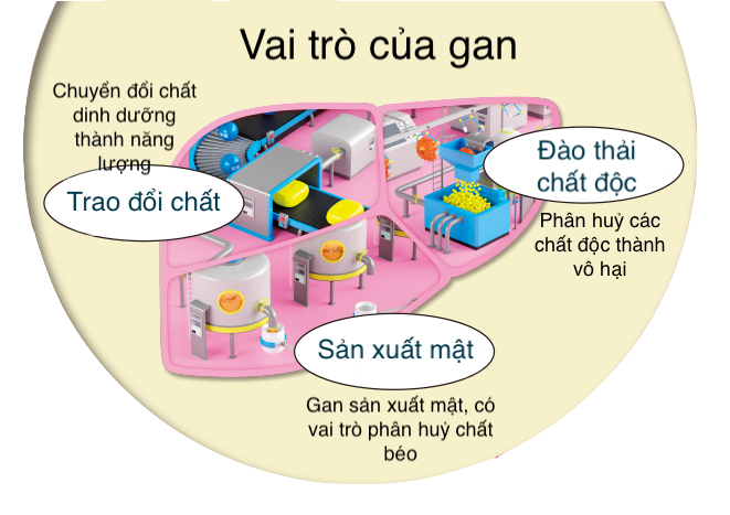 Vai trò của gan {{ w: 661, h: 467 }}